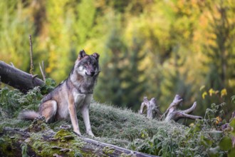 A Eurasian gray wolf (Canis lupus lupus) sits on a frosty morning on top of a hill, next to a