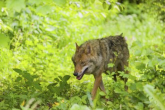 A female Eurasian grey wolf (Canis lupus lupus) runs through the dense green undergrowth at the