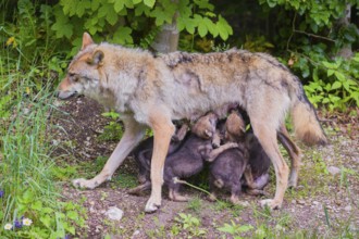 A female grey wolf (Canis lupus lupus)nurses her pups at forest edge