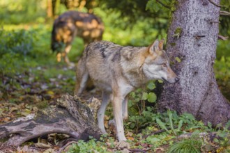 Two eurasian gray wolves (Canis lupus lupus) run through the green undergrowth at a forest edge