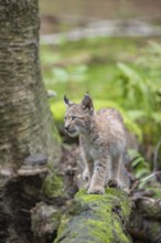 One young (10 weeks old) male Eurasian lynx, (Lynx lynx), crossing a creek, using a fallen tree as