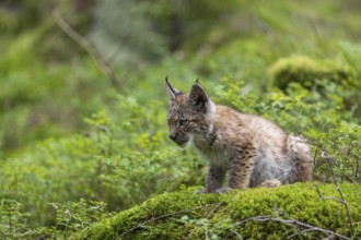 One young (10 weeks old) male Eurasian lynx, (Lynx lynx), resting on a mossy rock on the forest