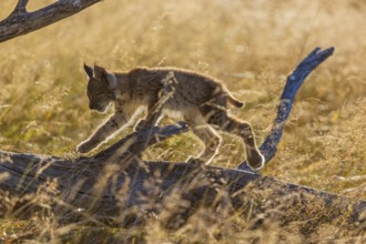 One young (10 weeks old) male Eurasian lynx, (Lynx lynx), walking over a rotten tree. Backlit