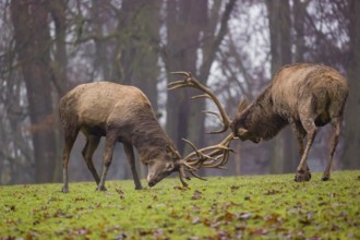 Two red deer (Cervus elaphus) stand in a meadow on a foggy day and playfully fight outside the