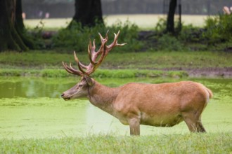 A red deer stag (Cervus elaphus) stands in a pond covered with duckweed