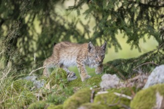 One young (10 weeks old) male Eurasian lynx, (Lynx lynx), walking over mossy rocks at a forest edge