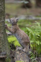 One young (10 weeks old) male Eurasian lynx, (Lynx lynx), standing erected with his front paws on