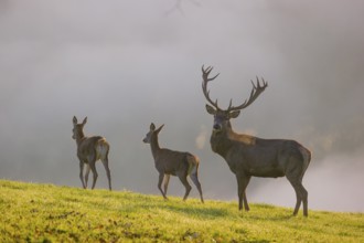 Two red deer hind and a stag (Cervus elaphus) stand backlit on a meadow. Early morning light with a