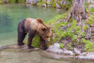 A young male Eurasian brown bear (Ursus arctos arctos) runs along the rocky shore of a small river