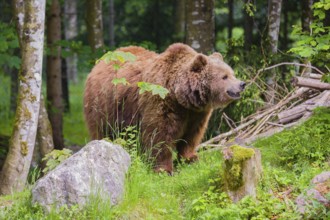 An adult female Eurasian brown bear (Ursus arctos arctos) stands at the edge of the forest