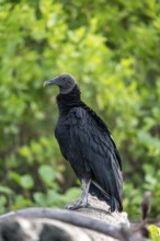 Raven vulture (Coragyps atratus), sitting on a tree trunk, Corcovado National Park, Osa Peninsula,