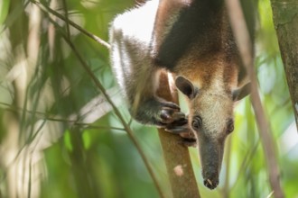 Northern tamandua (Tamandua mexicana), anteater sitting in a tree, in the rainforest, Corcovado