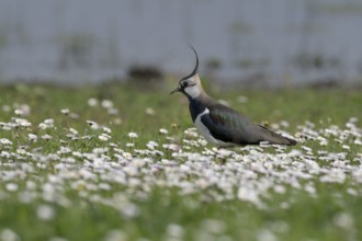 Lapwing (Vanellus vanellus) in a flower meadow, Lower Rhine, North Rhine-Westphalia, Germany,