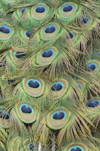 Indian peafowl or Peacock (Pavo cristatus) adult male bird close up of its tail feathers, England,