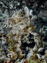 Well camouflaged broad-armed sepia (Sepia latimanus), dive site Close Encounters, Permuteran, Bali,