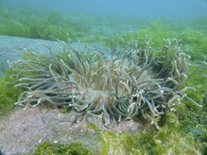 Large corkscrew anemone (Macrodactyla doreensis) with long tentacles on sandy seabed surrounded by