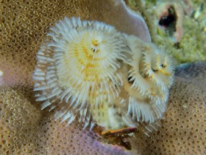 Spiral-shaped white Indo-Pacific Christmas tree worm (Spirobranchus corniculatus) on corals, dive