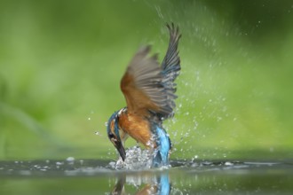 Common kingfisher (Alcedo atthis) adult bird emerging from water of a lake, England, United