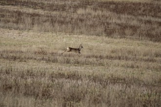 Deer in a field, winter, Germany, Europe