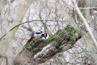 Great spotted woodpecker (Dendrocopos major), winter, Germany, Europe