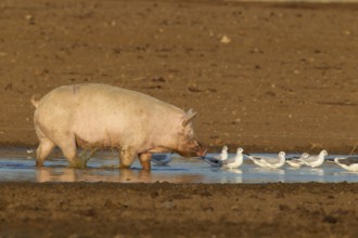 Domestic pig (Sus scrofa domesticus) adult farm animal standing in a puddle in a muddy field