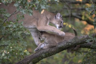 One cougar mother, Puma concolor, grooming her kitten, standing on a big branch high up in an oak