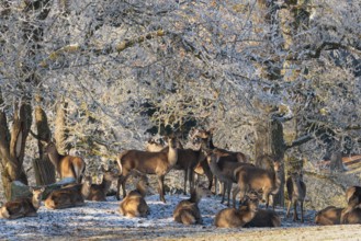 A herd of female red deer (Cervus elaphus) stands in a meadow covered in hoarfrost, with a forest