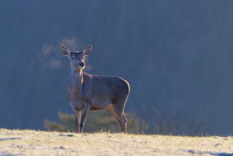 A female red deer (Cervus elaphus) stands in the first light of day on a meadow covered in hoar