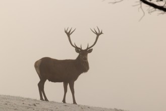 A red deer stag (Cervus elaphus) stands in dense fog on a meadow covered in hoar frost