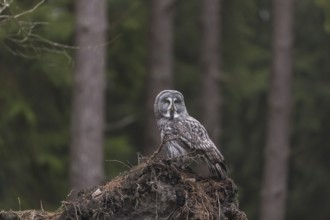 One great grey owl (Strix nebulosa) sitting on the root of a fallen spruce tree