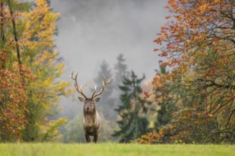 An Altai maral stag, Altai wapiti or Altai elk (Cervus canadensis sibiricus) stands in a meadow in