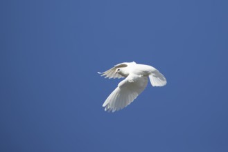 White or Release dove (Columba livia domestica) adult bird flying in a blue sky, England, United