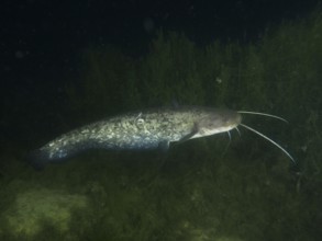 A catfish (Silurus glanis), Waller, swimming through the dark, algae-rich water, dive site