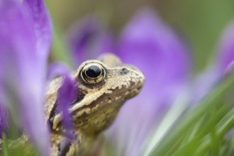 Common frog (Rana temporaria) adult amphibian amongst flowering garden Crocus flowers in