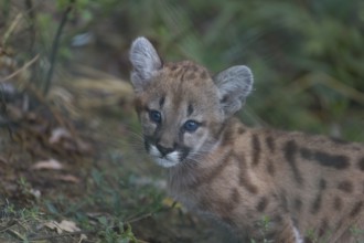 One cougar kitten, Puma concolor, sitting on green grass