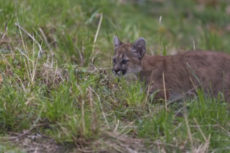 One cougar kitten, Puma concolor, sitting on green grass