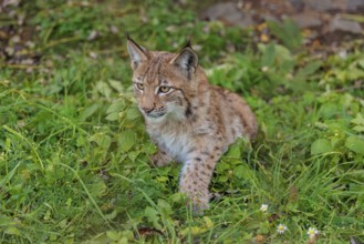 A young Eurasian lynx (Lynx lynx) rests in a meadow, and looks around