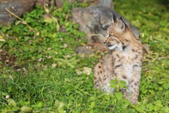 A young Eurasian lynx (Lynx lynx) sits on a meadow, stalking something