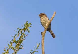 Wryneck (Jynx torquilla), adult bird perched on a branch, against a blue sky, Hesse, Germany,