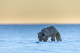 One arctic fox (Vulpes lagopus), (white fox, polar fox, or snow fox) running over a snow covered