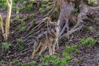 A young eurasian grey wolf (Canis lupus lupus) runs across a steep hillside