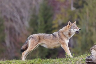 A female eurasian gray wolf (Canis lupus lupus) stretches out on a meadow on top of a hill