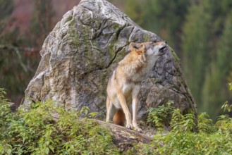 A female grey wolf (Canis lupus lupus) stands howling on a lying tree trunk in front of a rock on