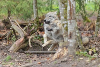 Two young grey wolves (Canis lupus lupus) playing at the edge of a forest on an overcast day