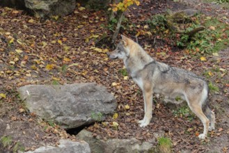 A grey wolf (Canis lupus lupus) stands in the forest on an overcast day, watching something