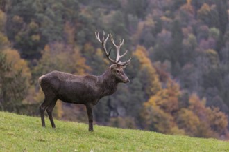 One red deer stag (Cervus elaphus) stands on a meadow on hilly ground. A forest in fall foliage in