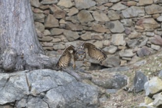 One Eurasian Eagle Owl, Bubo bubo, flying inside a ruin of a monastery. The walls in the background