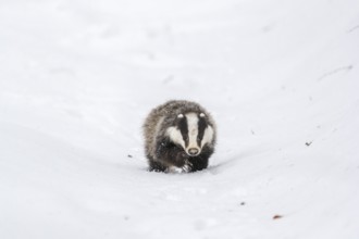 One young European badger (Meles meles) walking through a ravine in deep snow