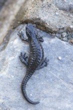 Salamandra atra, alpine salamander, sitting on rock, 2400 meters sea level, Grossglockner High