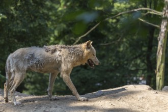 One Arctic wolf (Canis lupus arctos) walking thru green vegetation on hilly ground in a forest